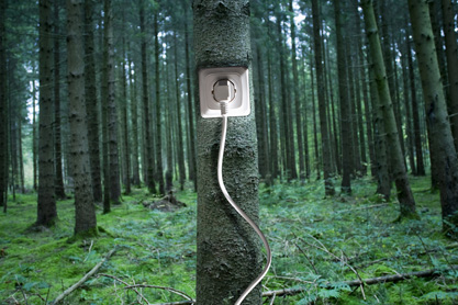 Electrical outlet and plug in tree in forest