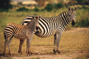 Zebras , Amboseli National Park , Kenya , Africa